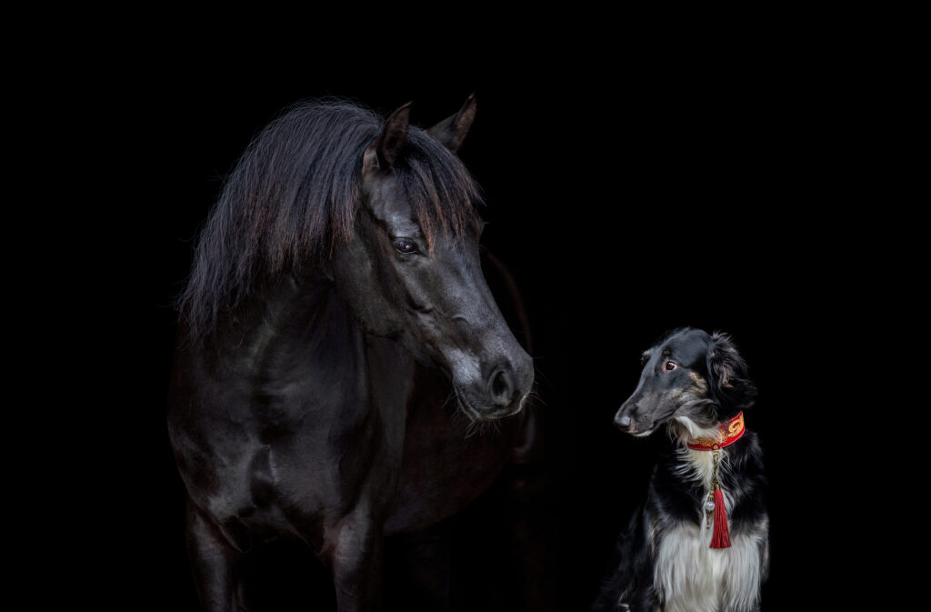 hund, hundetrainer, hundeschule, hundetraining, problemhund, einzeltraining, philosophie, raufergruppe, social walk, wissen, team, welpen, kontakt