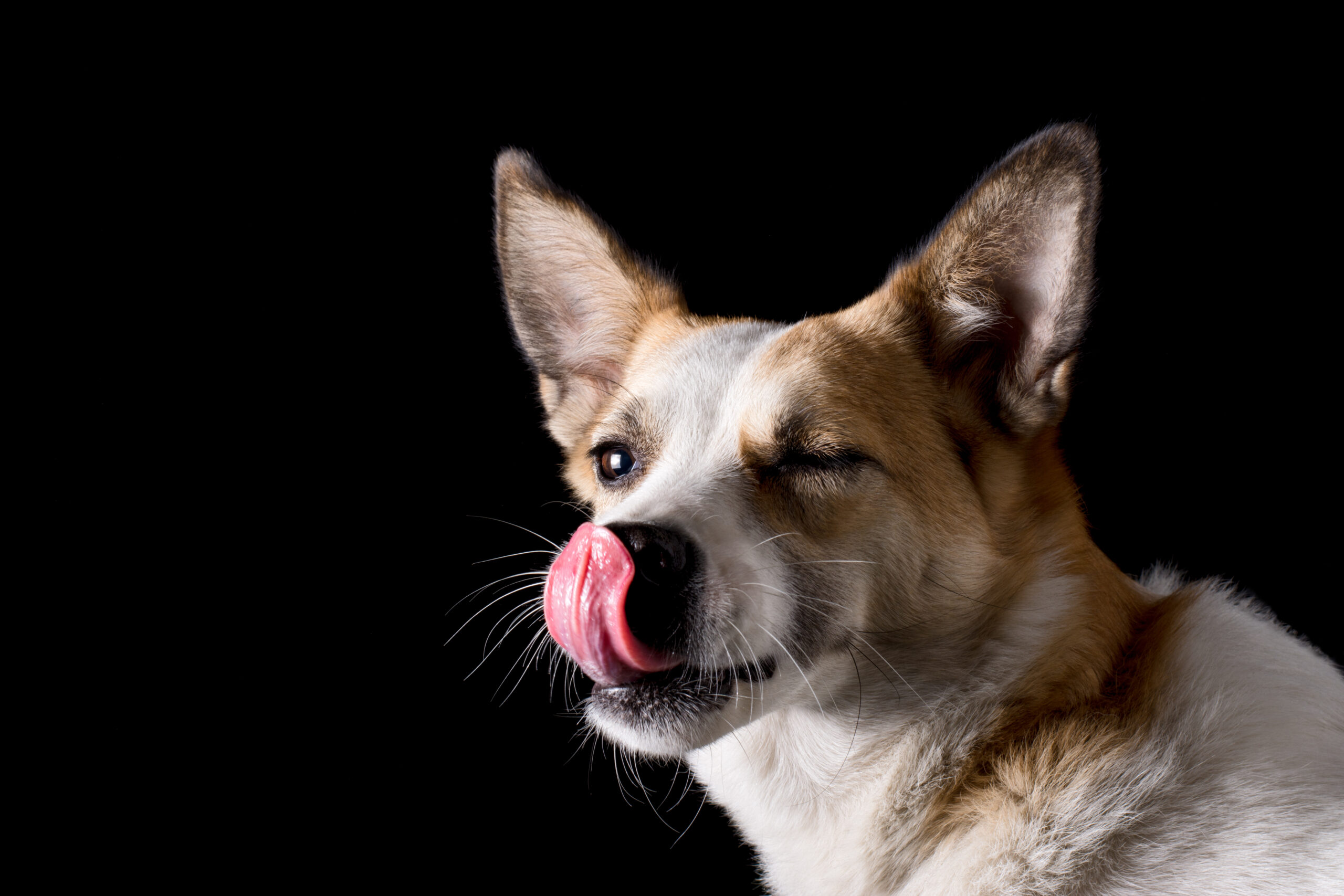 hund, hundetrainer, hundeschule, hundetraining, problemhund, einzeltraining, philosophie, raufergruppe, social walk, wissen, team, welpen, kontakt